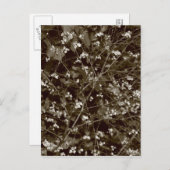 Blossom Postkarte (Vorne/Hinten)