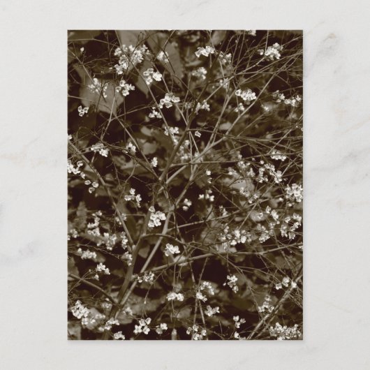 Blossom Postkarte (Vorderseite)