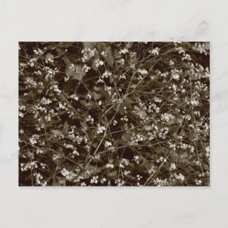 Blossom Postkarte
