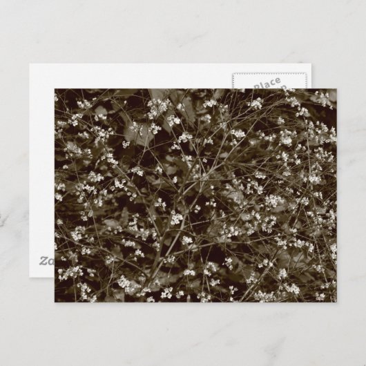 Blossom Postkarte (Vorne/Hinten)