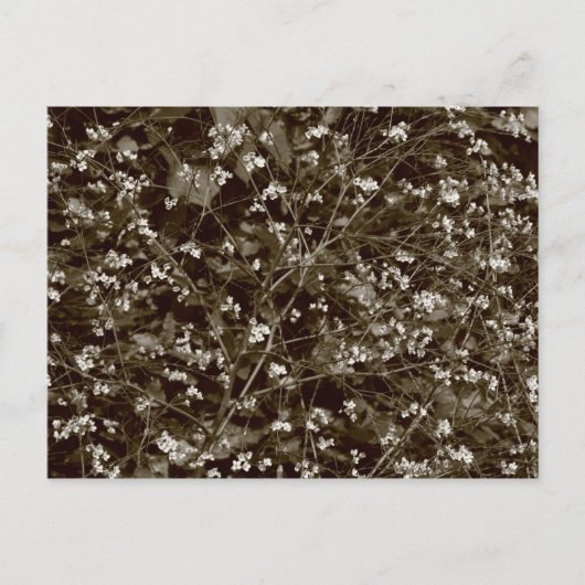 Blossom Postkarte (Vorderseite)