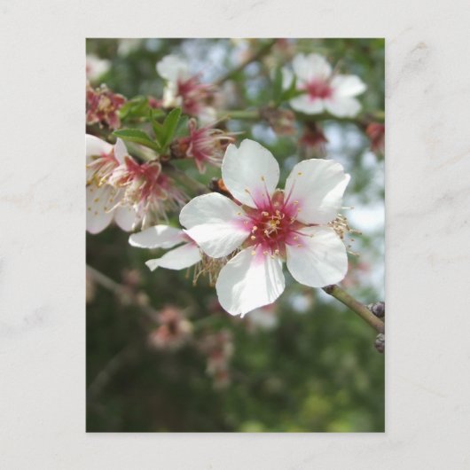 Blossom Postkarte (Vorderseite)