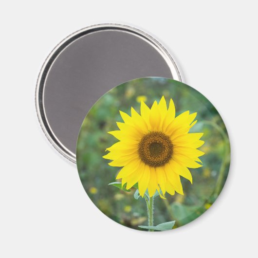 Blossom Sonnenblume Wildblume Magnet (Vorderseite/Rückseite)