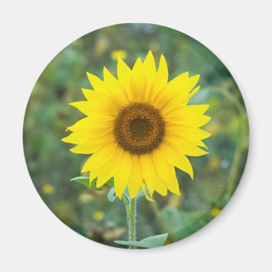 Blossom Sonnenblume Wildblume Magnet (Vorne)