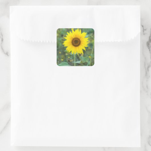 Blossom Sonnenblumen Wildblumen Quadratischer Aufkleber (Tasche)
