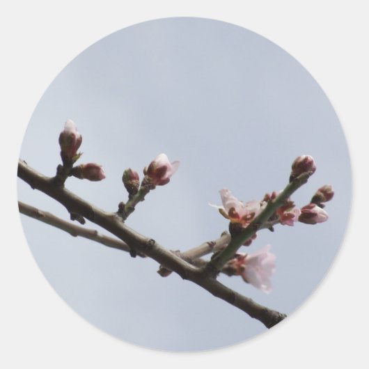 Blossom Stickers (Vorderseite)