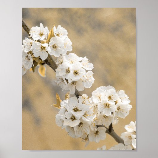 Blossom Symphony Natures Overture Poster (Vorne)
