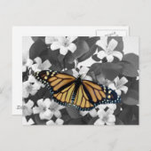 Blossom und Monarch Postkarte (Vorne/Hinten)