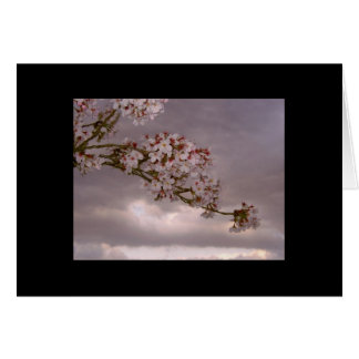 Blossoms der japanischen Card Cherry