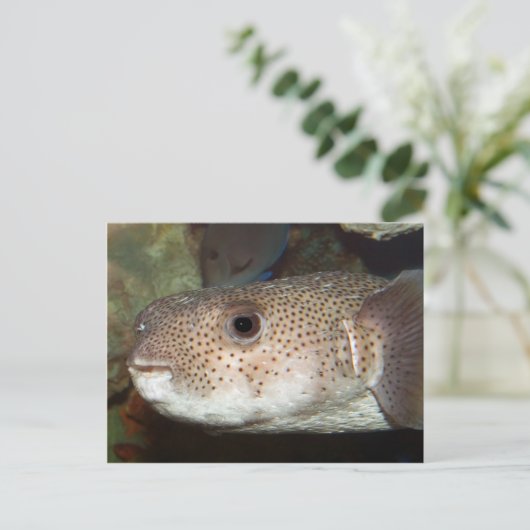 Blowfish Postkarte (Stehend Vorderseite)