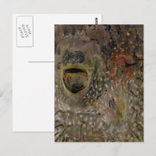 Blowfish-Vorfall Postkarte (Vorne/Hinten)