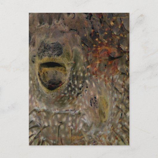 Blowfish-Vorfall Postkarte (Vorderseite)