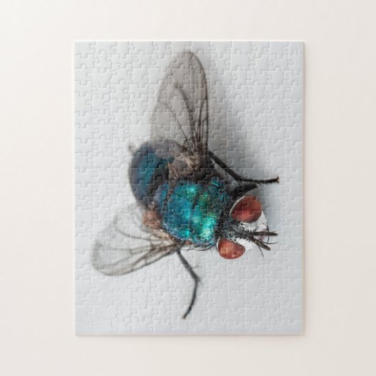 Blowfly Blue Bottle Fly Nah-up Bug Foto Puzzle (Vertikal)
