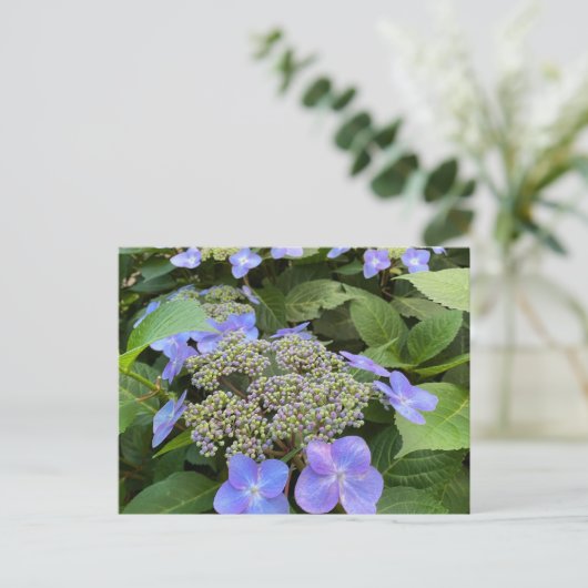 Blu Lacecap Hydrangea Foto Postkarte (Stehend Vorderseite)