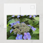Blu Lacecap Hydrangea Foto Postkarte (Vorne/Hinten)