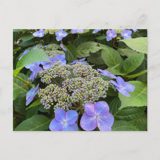 Blu Lacecap Hydrangea Foto Postkarte (Vorderseite)