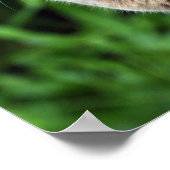 Blue Abyssinian cat - Poster (Ecke)