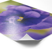 Blue African Violet Saintpaulia Fotodruck (Ecke)
