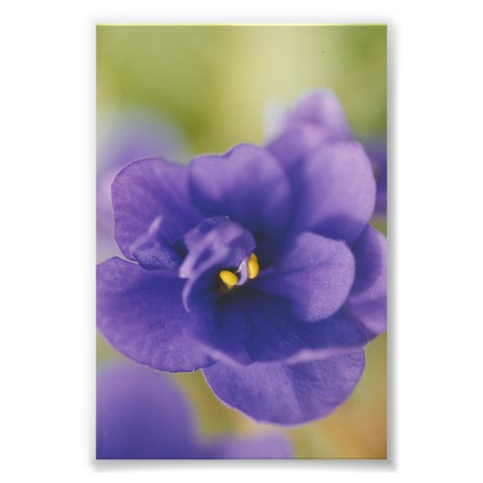 Blue African Violet Saintpaulia Fotodruck (Vorne)