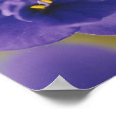 Blue African Violet Saintpaulia Poster (Ecke)
