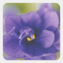 Blue African Violet Saintpaulia