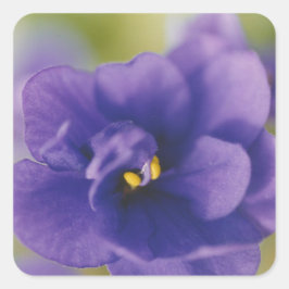 Blue African Violet Saintpaulia Quadratischer Aufkleber