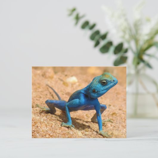 Blue Agama Sinaita Lizard Postkarte (Stehend Vorderseite)