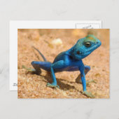 Blue Agama Sinaita Lizard Postkarte (Vorne/Hinten)