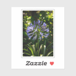 Blue Agapanthus Blume Aufkleber