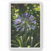 Blue Agapanthus Blume Aufkleber (Vorderseite)