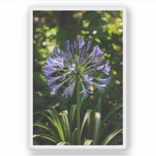 Blue Agapanthus Blume Aufkleber (Vorderseite)