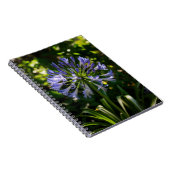 Blue Agapanthus Blume Notizblock (Rechte Seite)