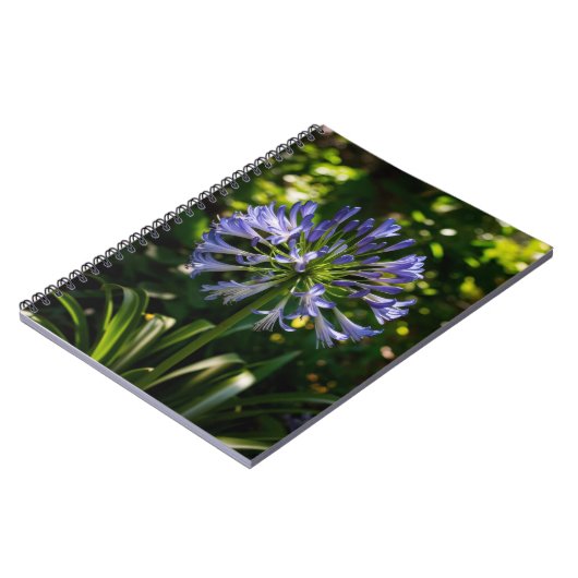 Blue Agapanthus Blume Notizblock (Linke Seite)