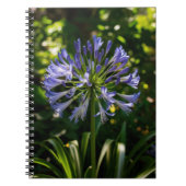 Blue Agapanthus Blume Notizblock (Vorderseite)