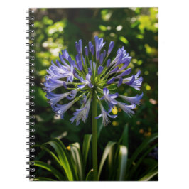 Blue Agapanthus Blume Notizblock
