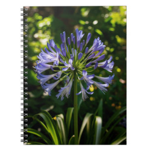 Blue Agapanthus Blume Notizblock
