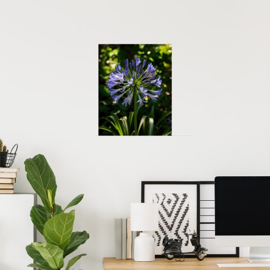Blue Agapanthus Blume Poster (Heimbüro)