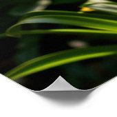 Blue Agapanthus Blume Poster (Ecke)