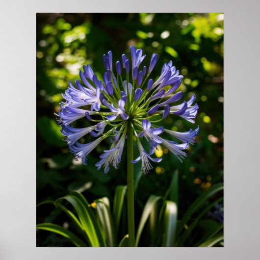 Blue Agapanthus Blume Poster (Vorne)