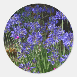 Blue Agapanthus Blume Sticker