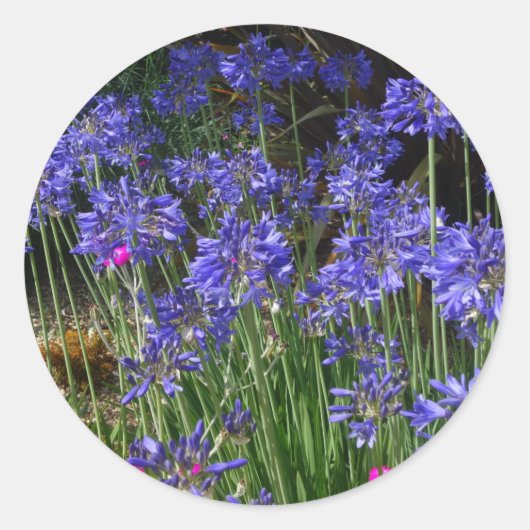 Blue Agapanthus Blume Sticker (Vorderseite)