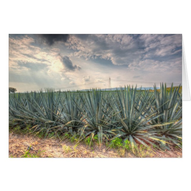 Blue Agave (Vorderseite (Horizontal))