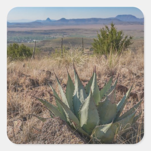 Blue Agave Fort Davis Texas Quadratischer Aufkleber (Vorderseite)