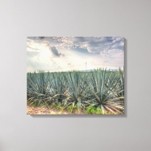 Blue Agave Leinwanddruck (Vorderseite)