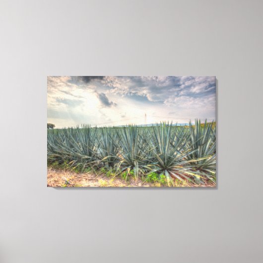 Blue Agave Leinwanddruck (Vorderseite)