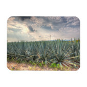 Blue Agave Magnet (Horizontal)