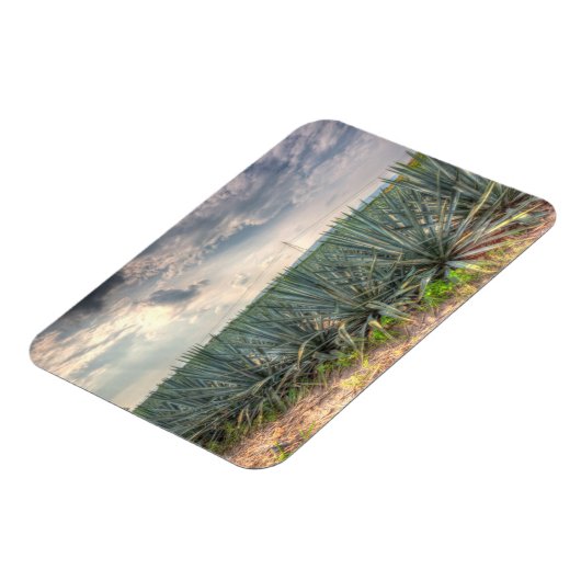 Blue Agave Magnet (Linke Seite)