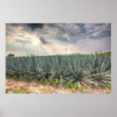 Blue Agave Poster (Vorne)