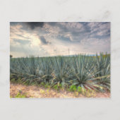 Blue Agave Postkarte (Vorderseite)