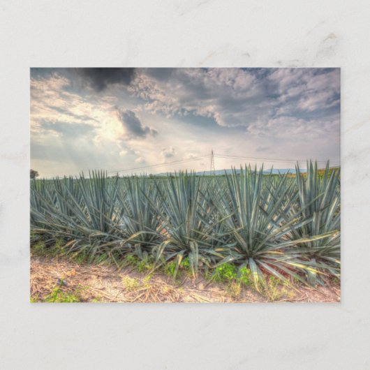 Blue Agave Postkarte (Vorderseite)